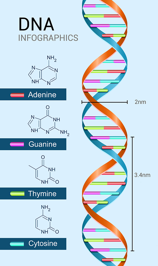 structure de l'ADN