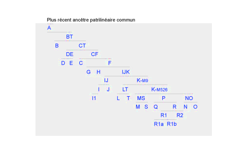 Arbre phylogénétique des haplogroupes du chromosome Y